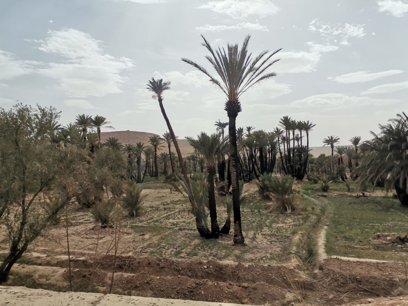 Burned palm trees in an oasis community in Drâa-Tafilalet.
