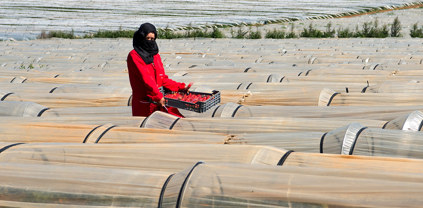 Female farm labourers pick strawberries in the Kenitra province country side of Morocco as the world marks the International Women's Day on March 8, 2017. 