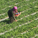 How to Stop the Rise in Food Price Volatility