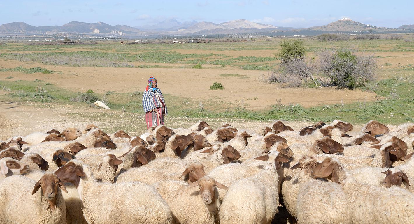 Tunisia’s Geography of Anger: Regional Inequalities and the Rise of Populism