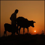 Farm Policies Block Progress for the Poor