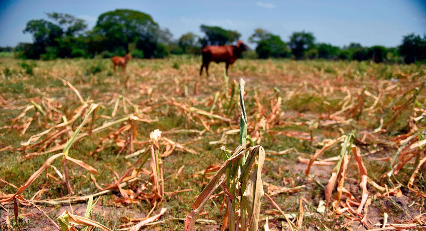 How Climate Change Helps Violent Nonstate Actors
