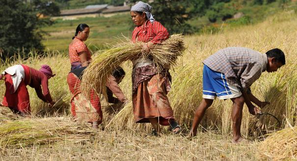 Going Against the Grain on the Post-2005 Commodity Price Boom